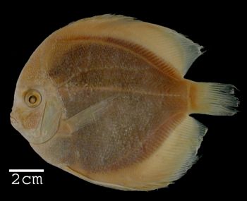 Media type: image; Ichthyology 15837